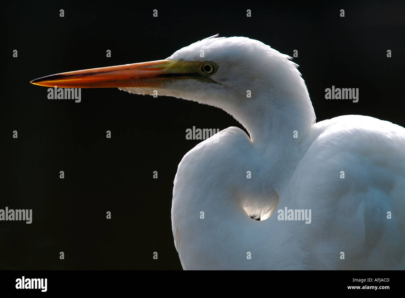 Yellow Billed or Intermediate Egret Egretta intermedia white backlight ...