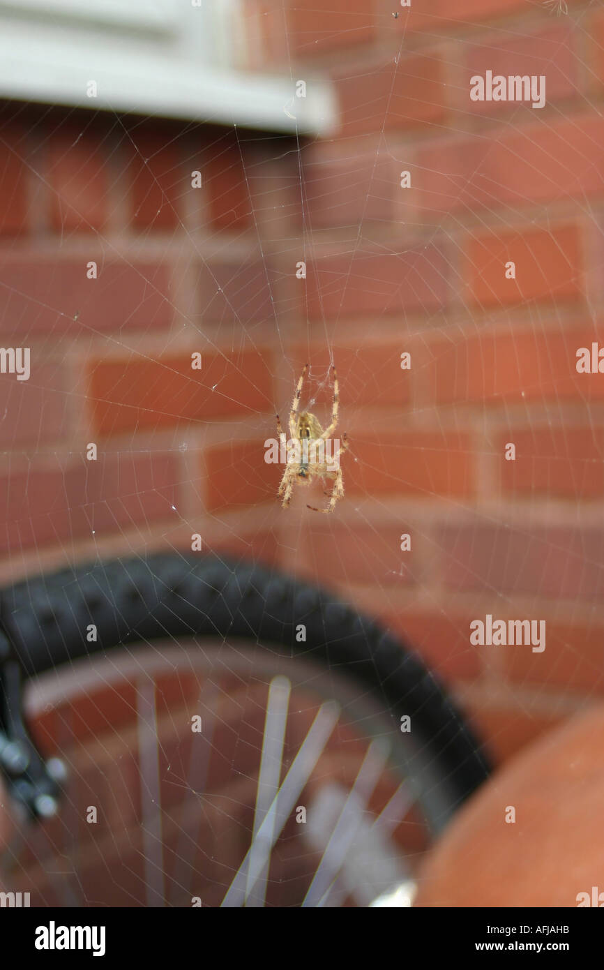 spider on a bicycle