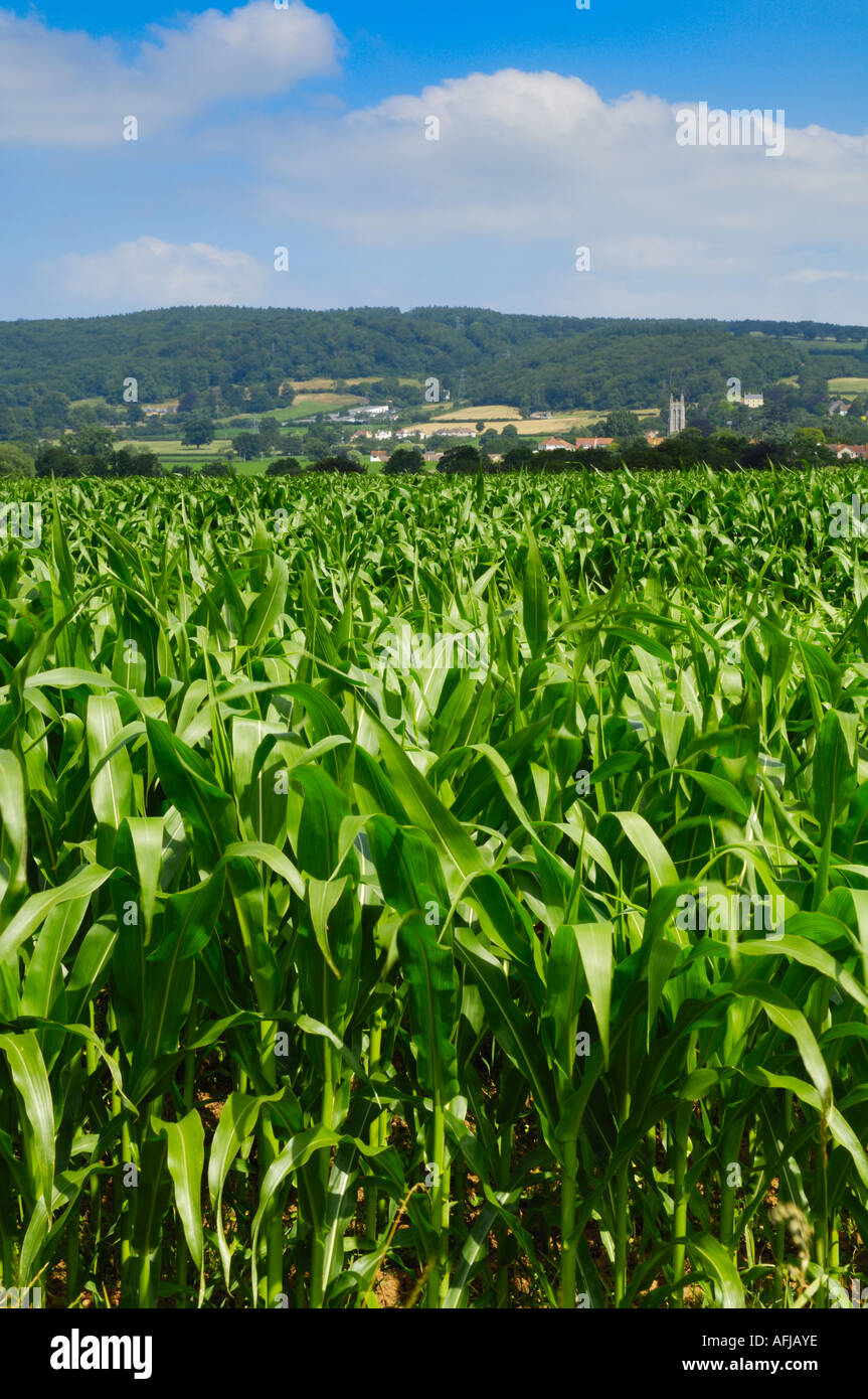 Sweet corn field england hi-res stock photography and images - Alamy