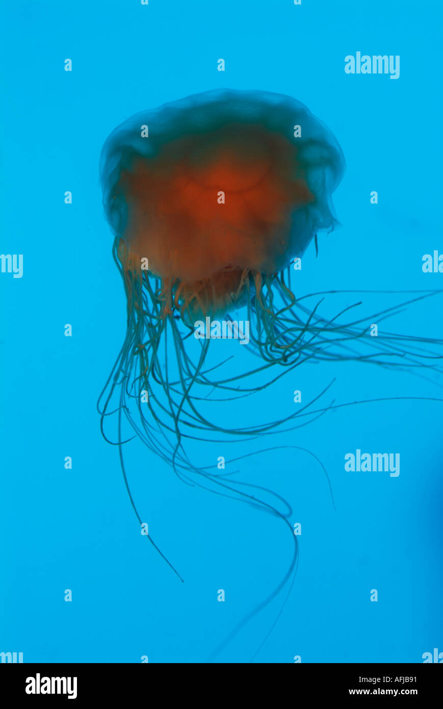 West Coast Sea Nettle Jellyfish Stock Photo
