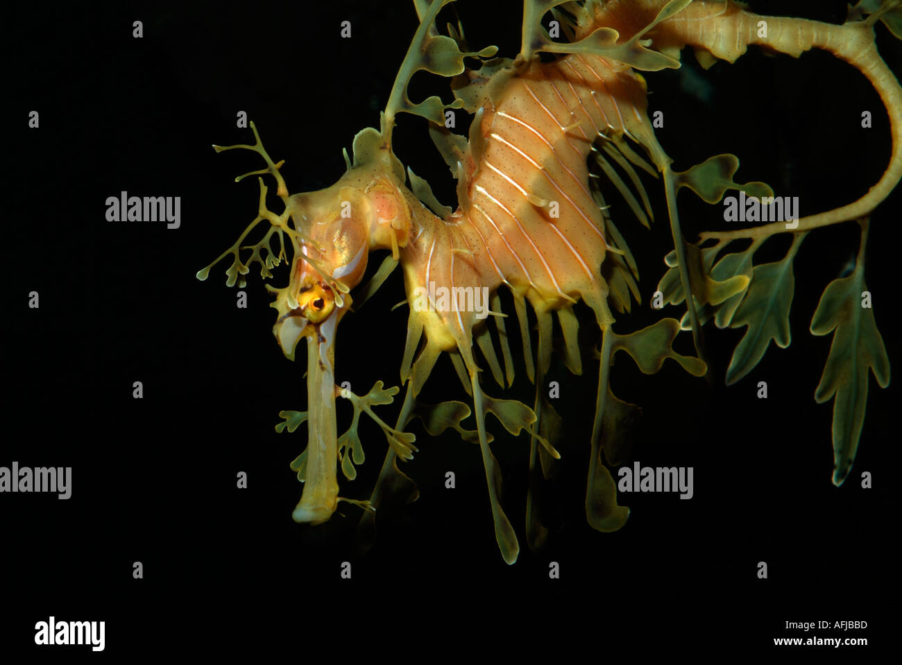 Leafy Sea Dragon captive Stock Photo