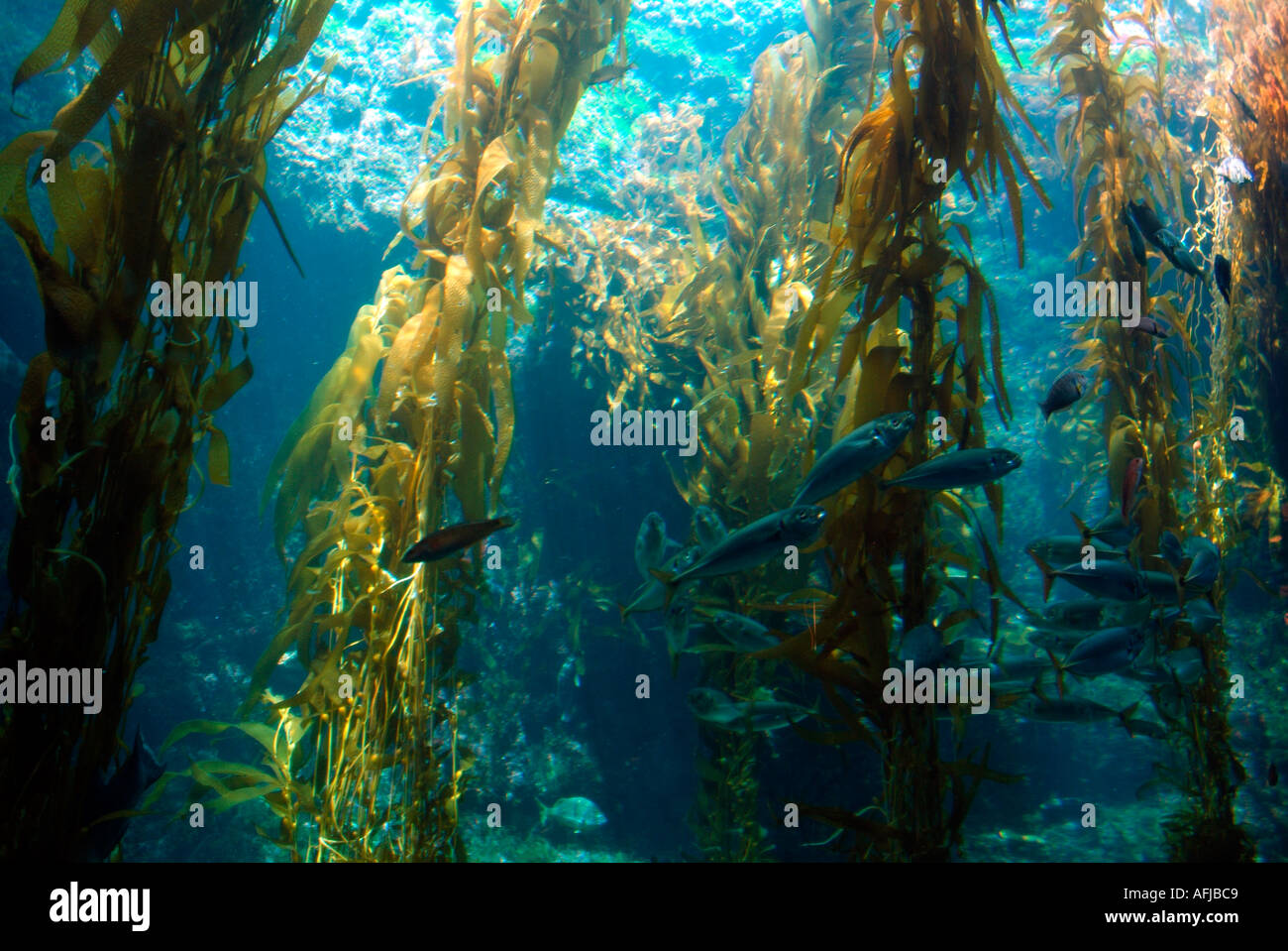 Kelp Forest West Coast USA Stock Photo