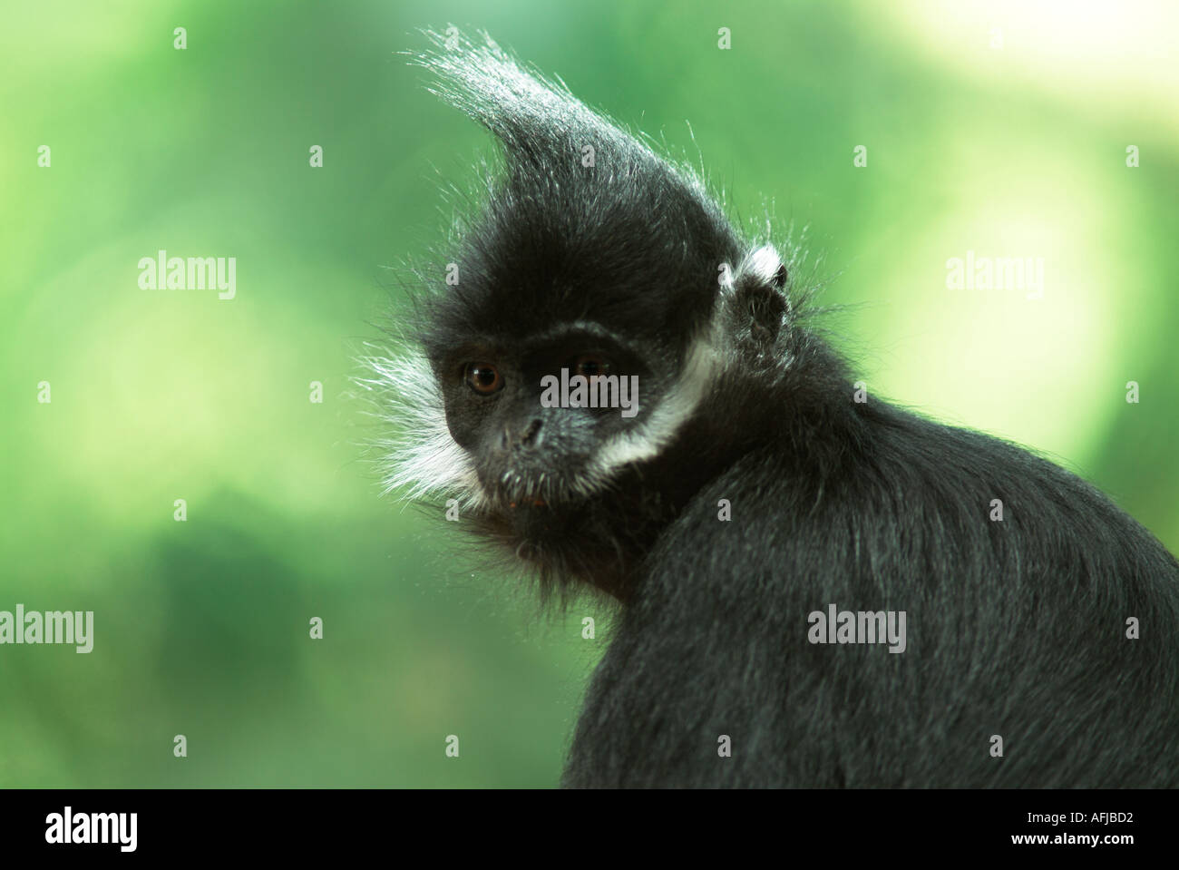 Francois Langur captive SE Asia Stock Photo