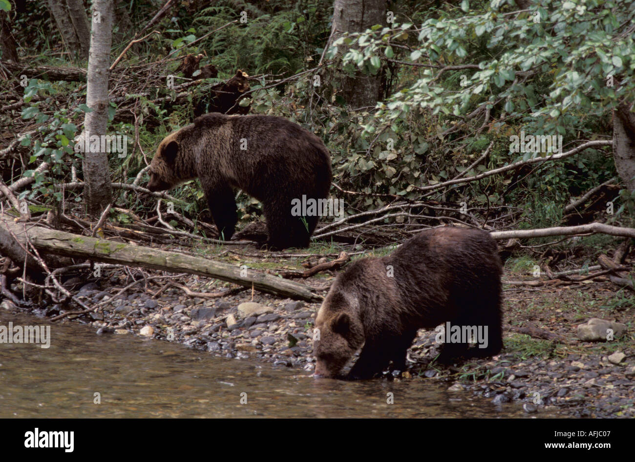 Grizzly Bear Ursus arctos at rivers edge Canada Stock Photo
