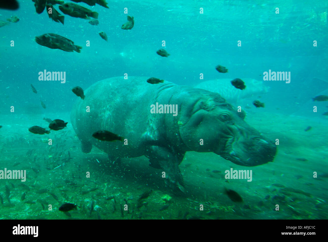 Hippo underwater swimming captive Stock Photo