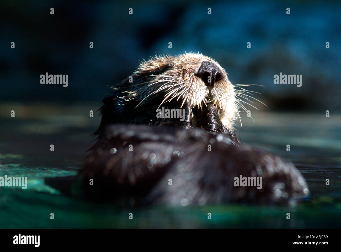California Sea Otter grooming Stock Photo