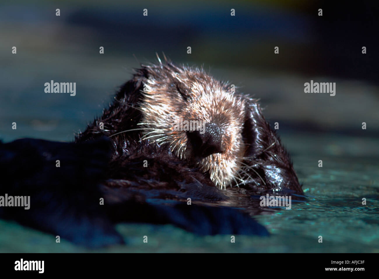 California Sea Otter grooming Stock Photo