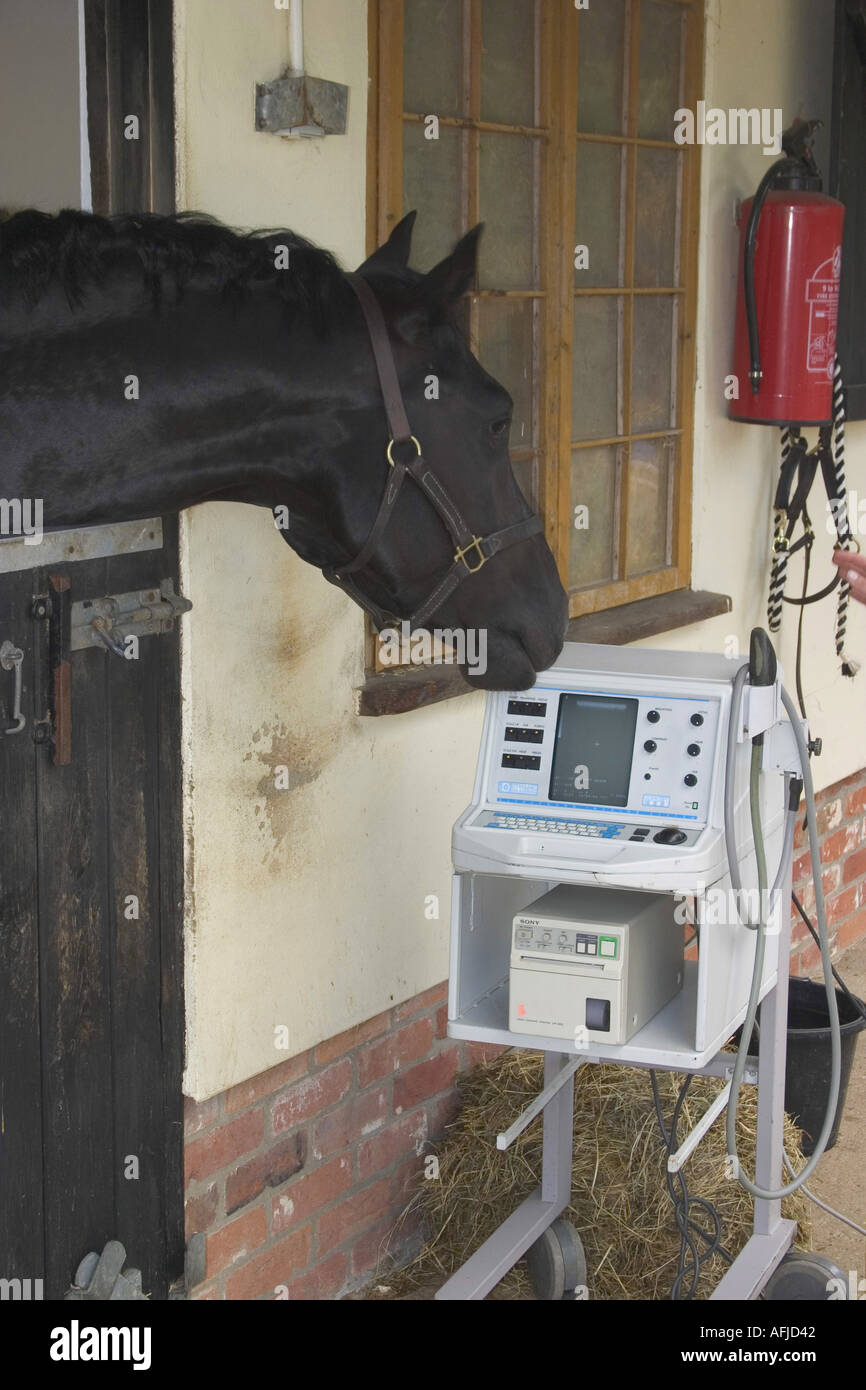 Horse looking at x ray machine Stock Photo Alamy