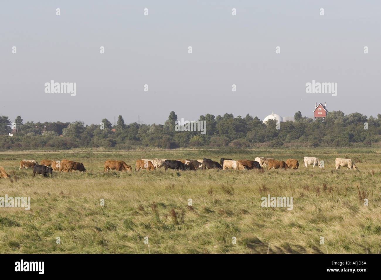 Cattle grazing at North Warren Marsh nr Aldeburgh Suffolk Stock Photo