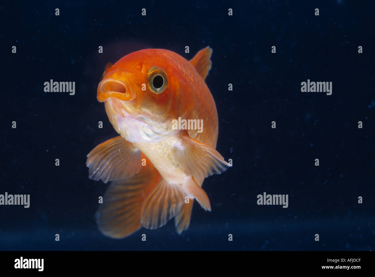 Goldfish swimming Stock Photo