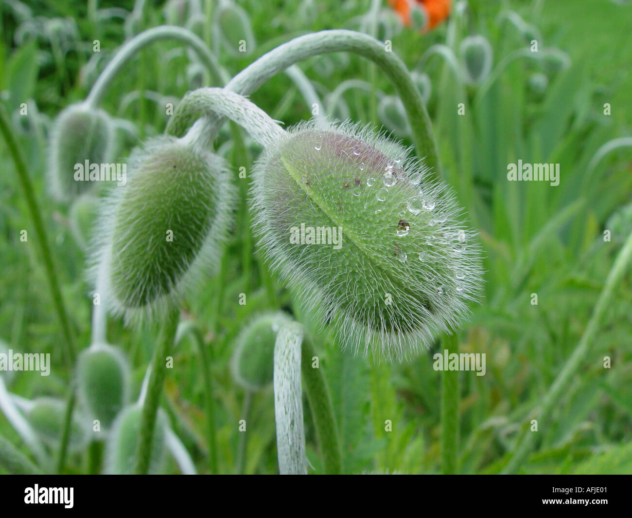 Papaver Fireball Hairy buds Hirsuit flower buds Stock Photo