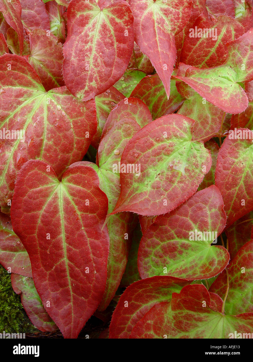 Epimedium grandiflorum Violaceum Low growing ground cover plant Stock Photo