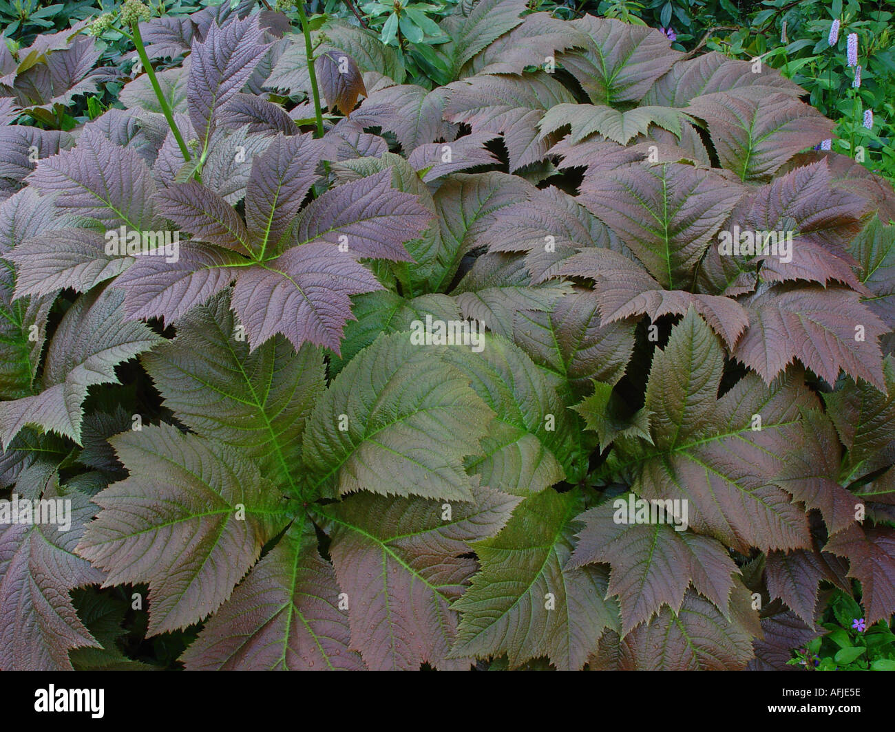 Rogersia pinnata Superba Foliage detail Closeup of leaves Stock Photo