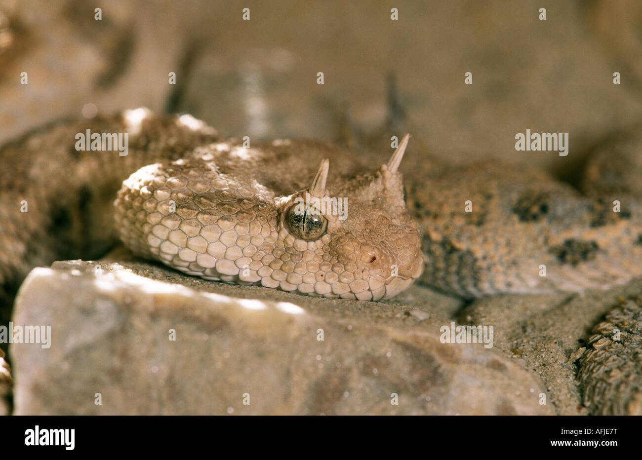 African Desert Horned Vipern High Resolution Stock Photography and