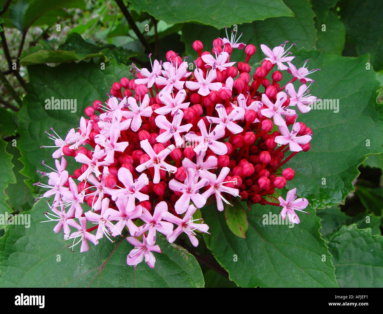 Clerodendrum bungei Flowering shrub Stock Photo Alamy