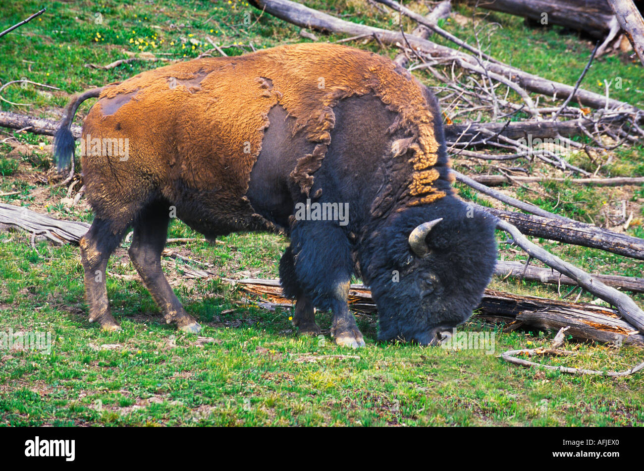 Bison animal is a shaggy wild ox living in the central United States of  America Stock Photo - Alamy