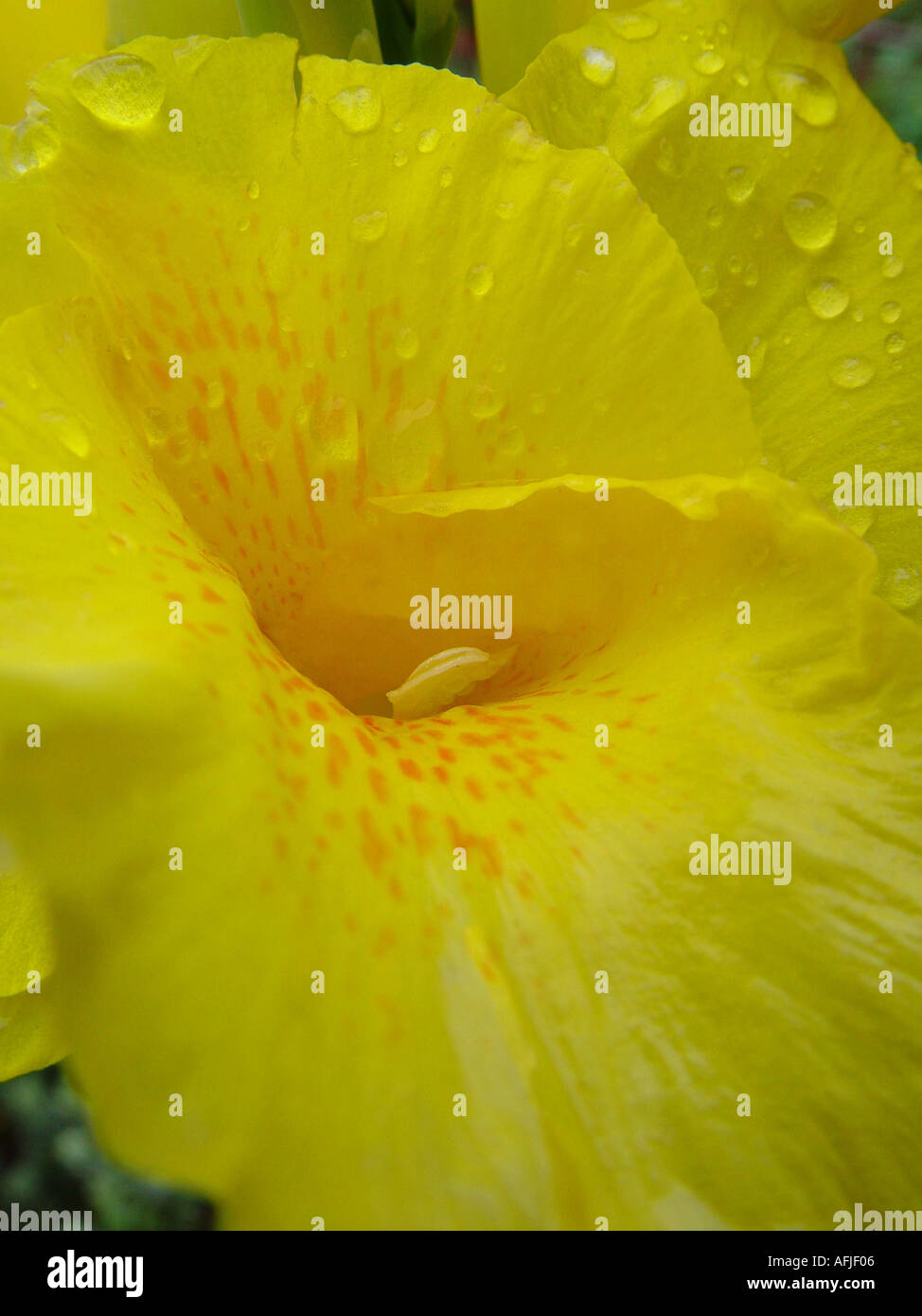 Canna indica yellow flower closeup Indian shot plant Stock Photo