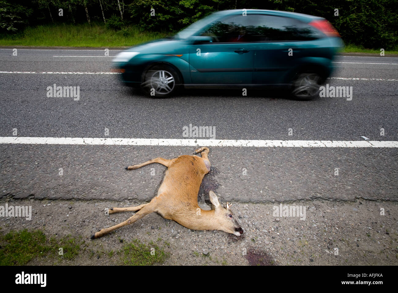 A young Deer lies on the side of a road after becoming a casualty of road kill in Warwickshire England UK Stock Photo