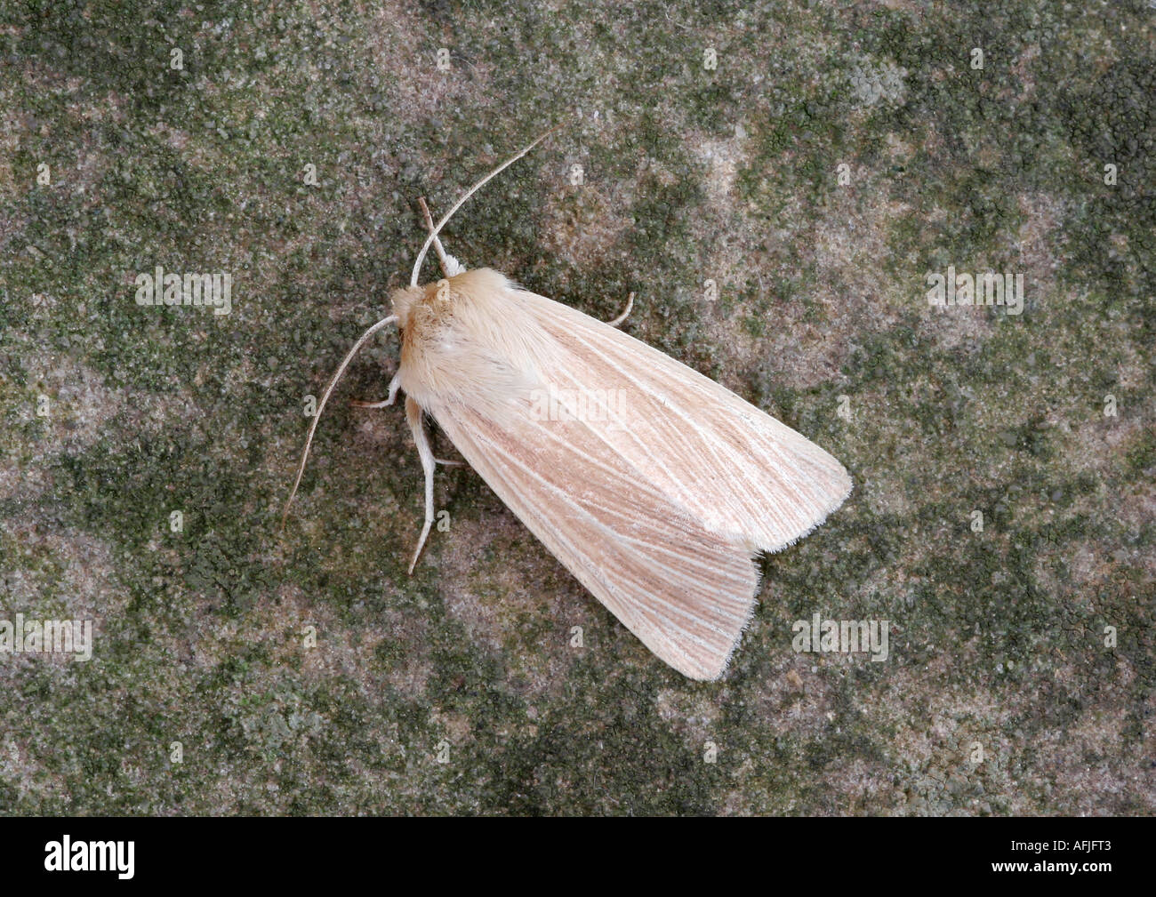 Common Wainscot Moth (Mythimna pallens Stock Photo - Alamy