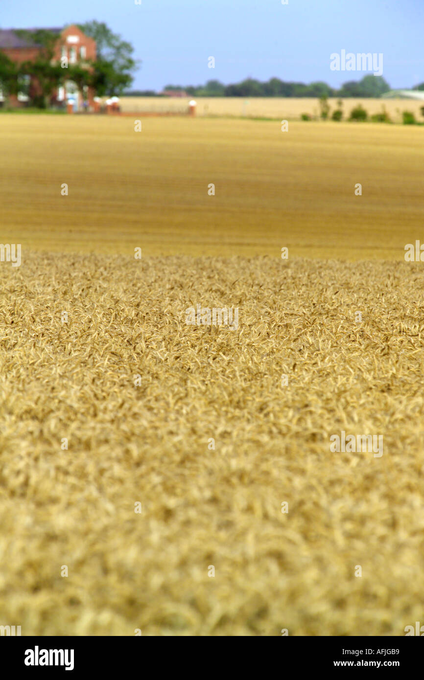 Field of wheat ready for harvesting Stock Photo - Alamy