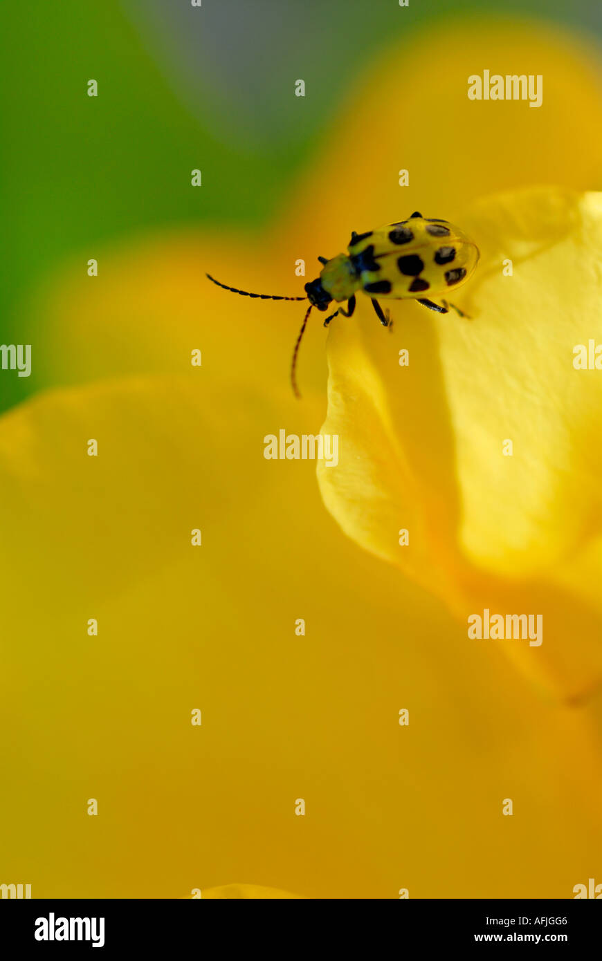 Spotted cucumber beetle hires stock photography and images Alamy