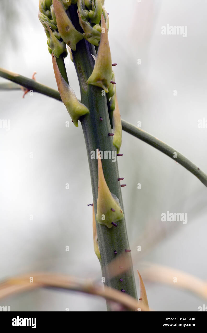 Eggs of the Asparagus beetle Crioceris asparagi on the stem of an