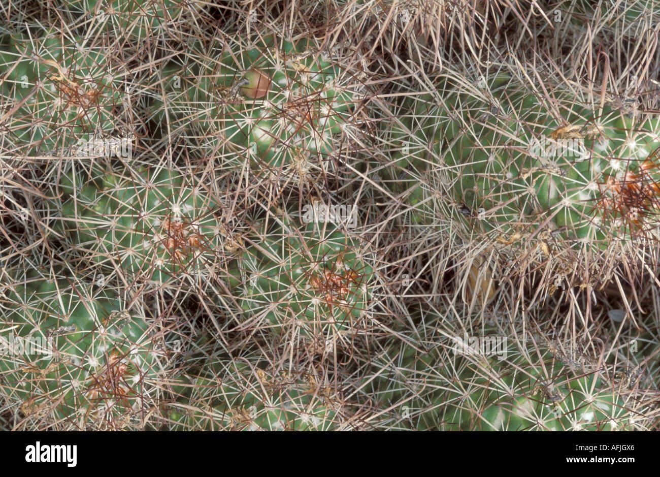 Mammillaria setispina hi-res stock photography and images - Alamy