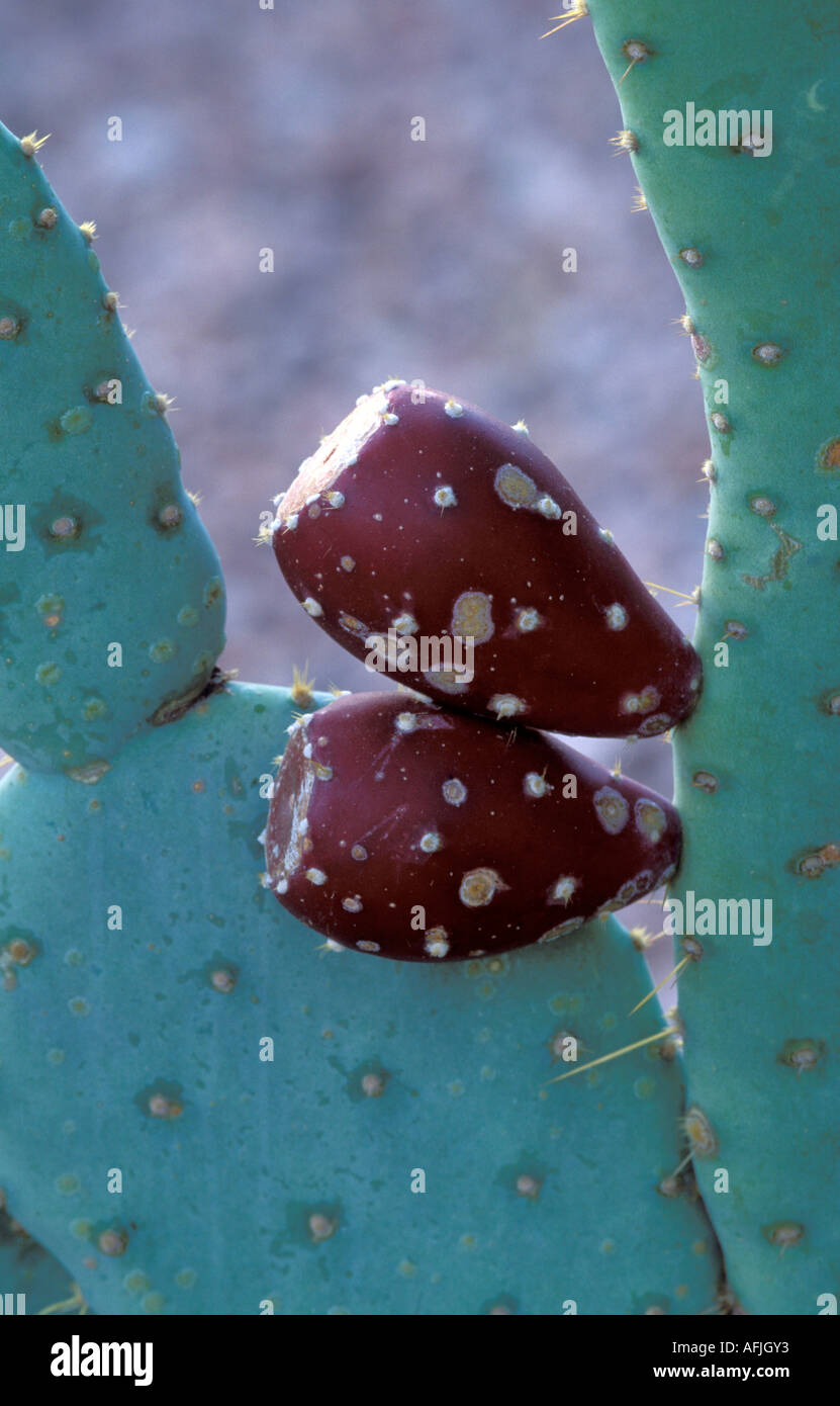 Smooth Prickly Pear, Opuntia phaeacantha Stock Photo