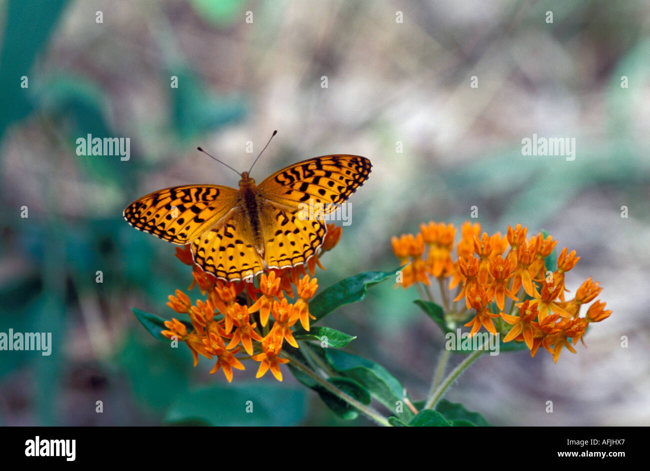 Aphrodite (Speyeria aphrodite) on Butterflyweed Stock Photo