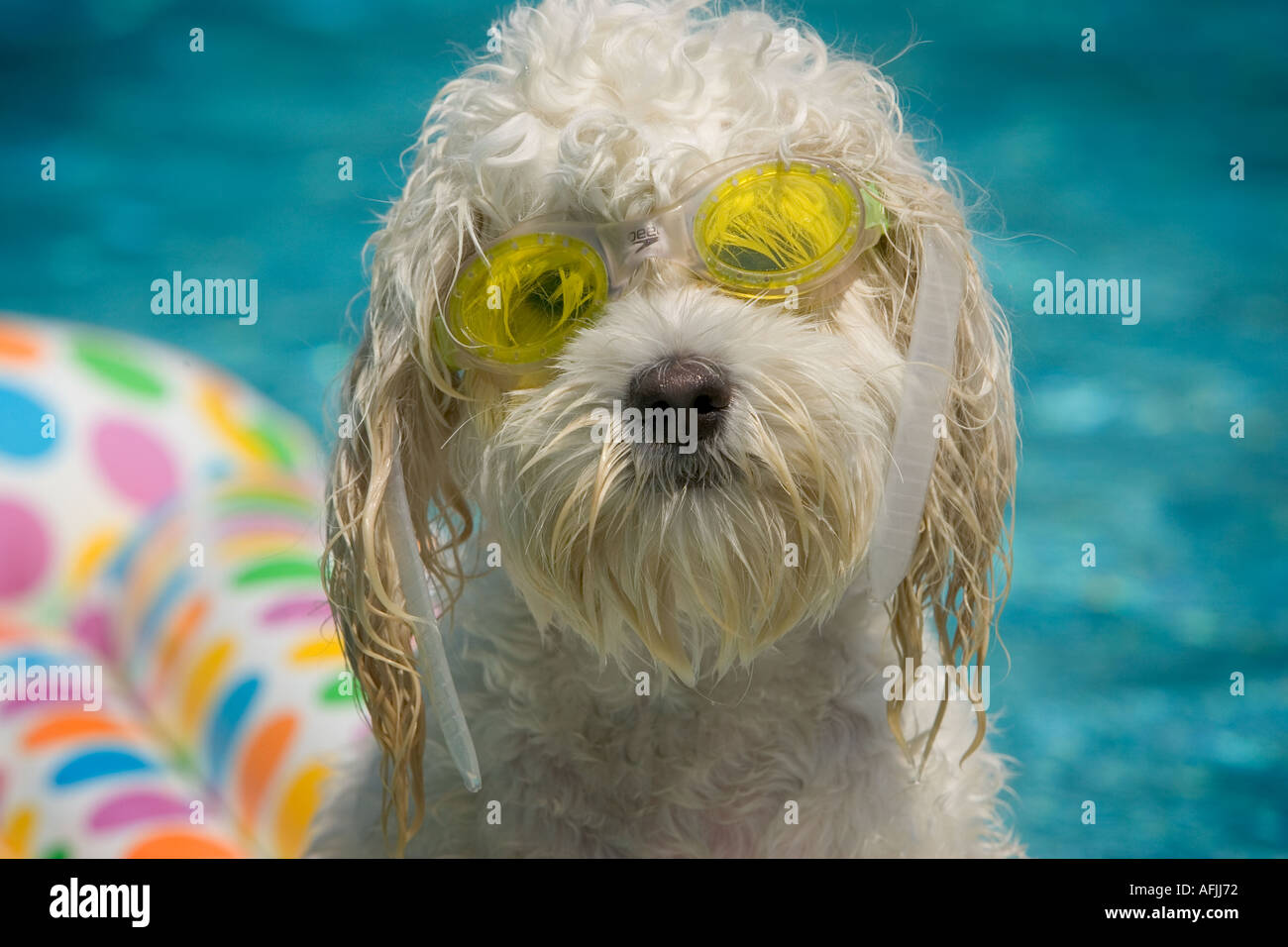 Funny raft hi-res stock photography and images - Alamy