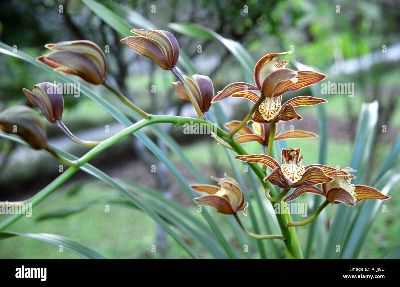 Close-up of Orchid in Royal Godavari Botanical Gardens Nepal Stock ...