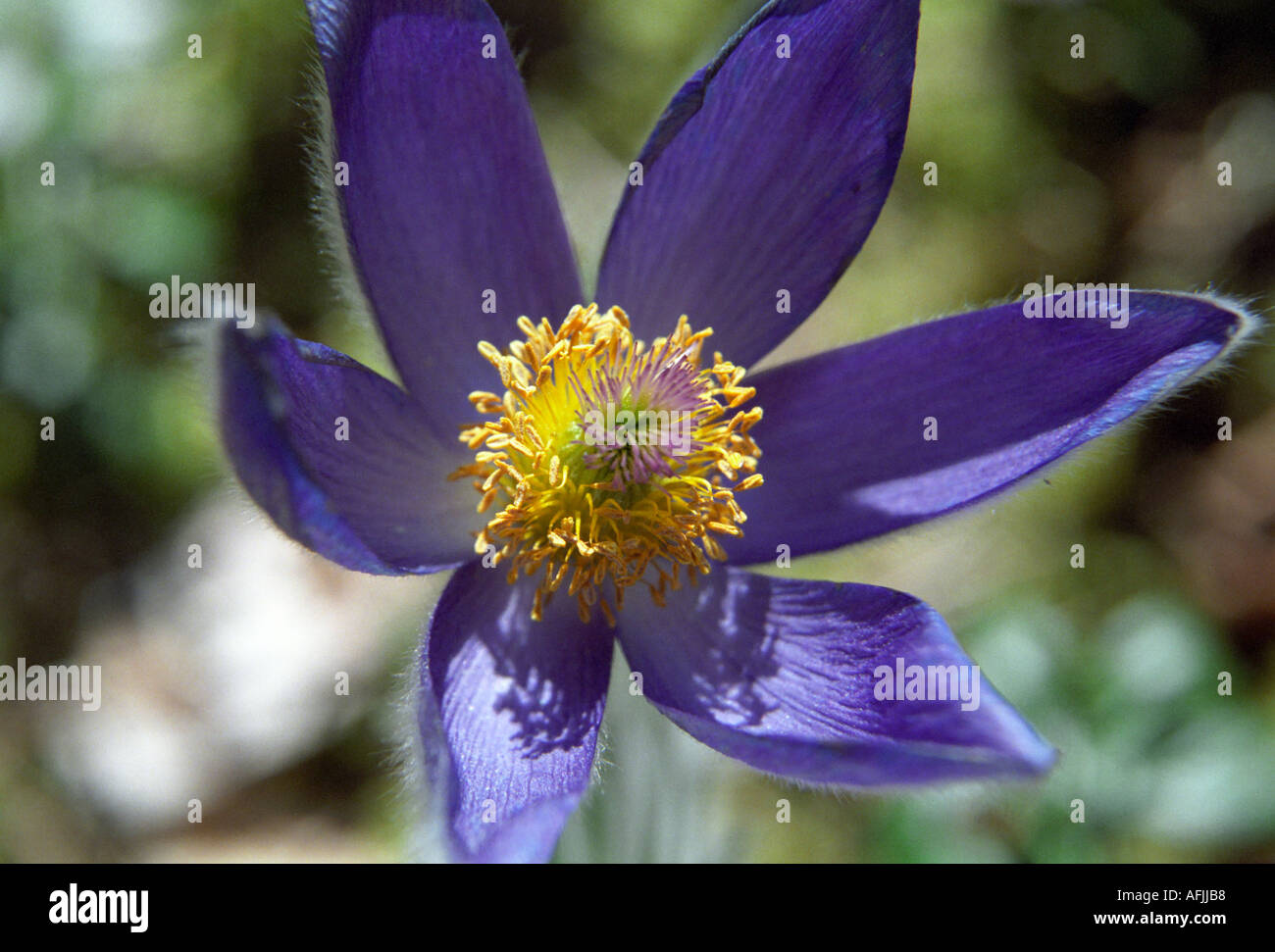 Close-up of Pulsatilla patens Spreading Pasqueflower Stock Photo