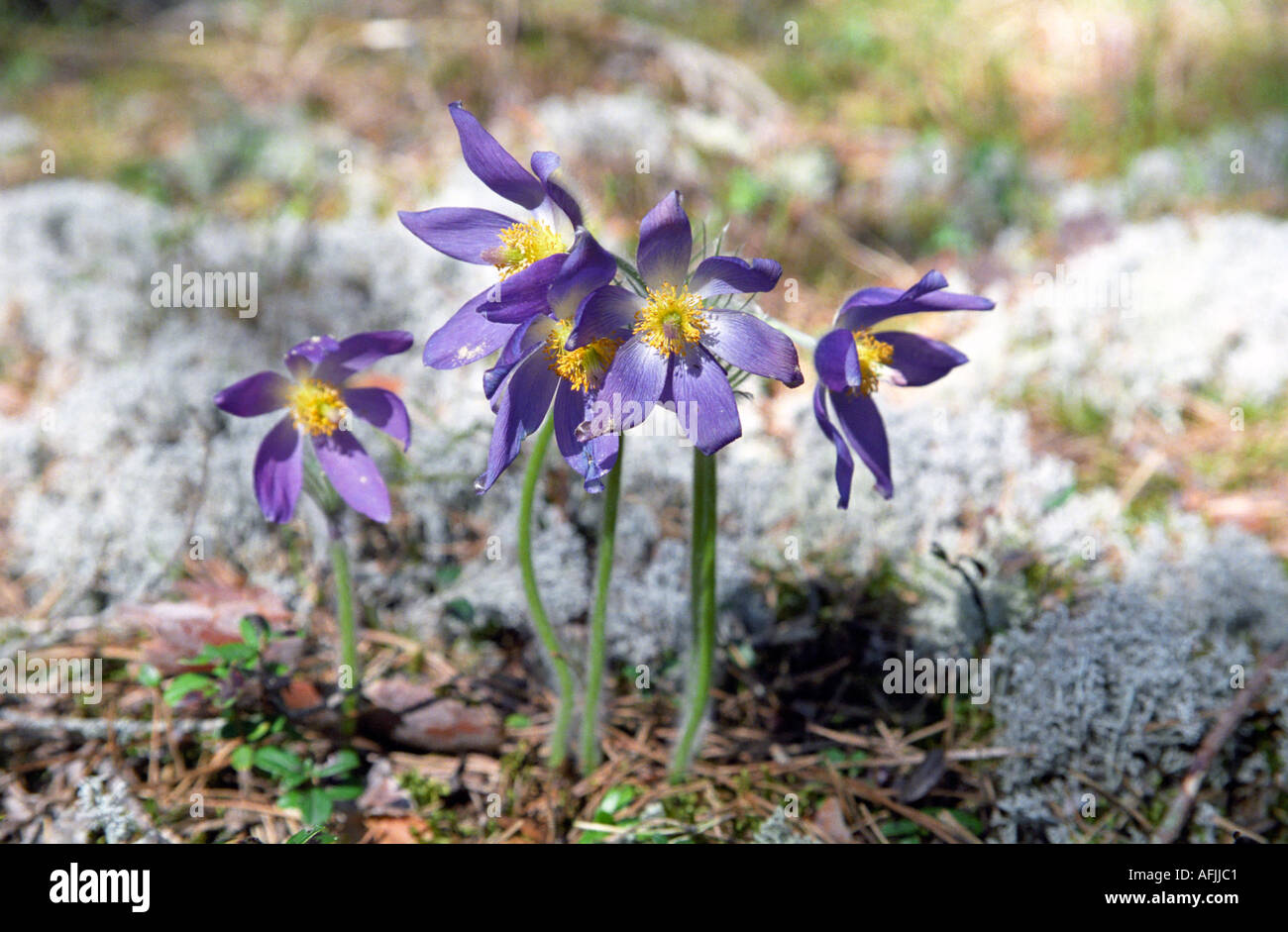 Pulsatilla patens Spreading Pasqueflower crawling on the forest ground Stock Photo