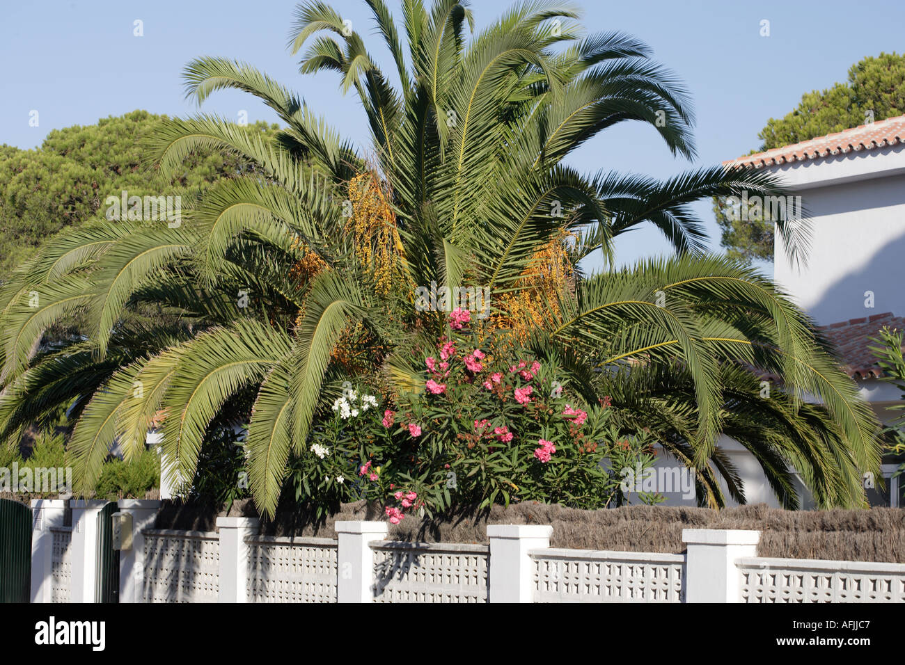 Palmtree and bougainvillea in garden of villa Stock Photo