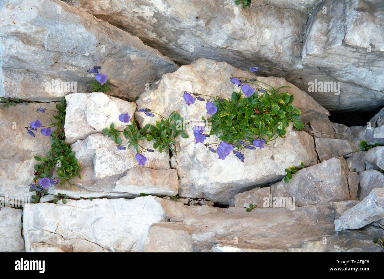 Alpine Bell flower Campanula growing on rocks in  Widdersberg area Innsbruck Alps Austria Stock Photo