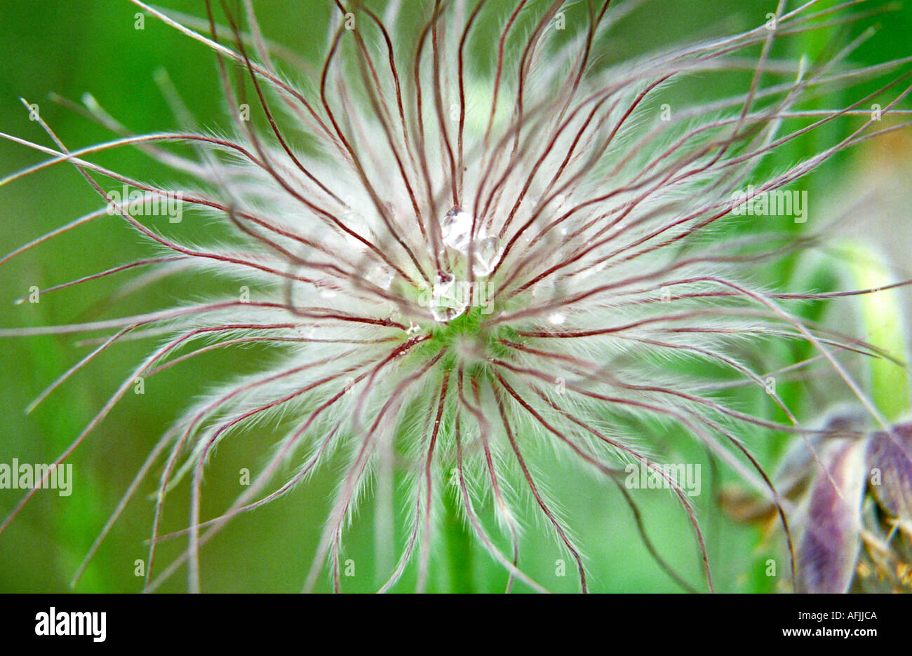 Close-up of Pulsatilla patens Spreading Pasqueflower seeds Stock Photo