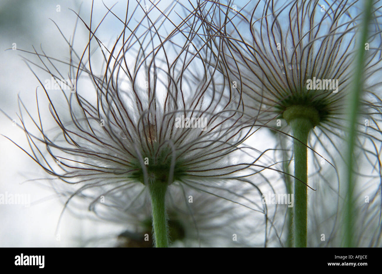 Close-up of Pulsatilla patens Spreading Pasqueflower seeds Stock Photo