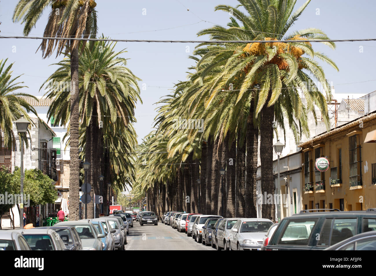Palm tree lined street in Peurto de la Maria, Andalusia Andalusia, Spain, Europe Stock Photo