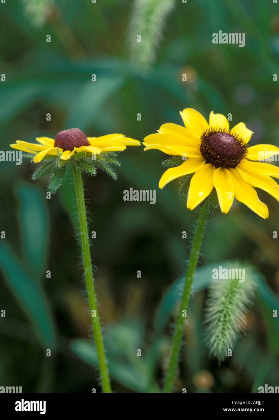 Black-eyed Susan, Rudbeckia serotina Stock Photo