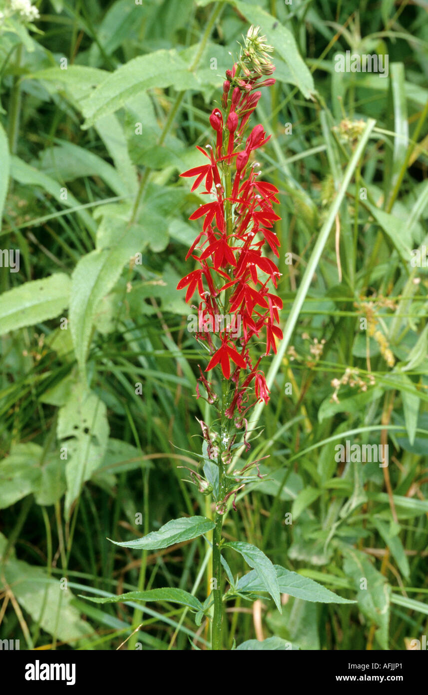 Cardinal Flower, Lobelia cardinalis Stock Photo - Alamy