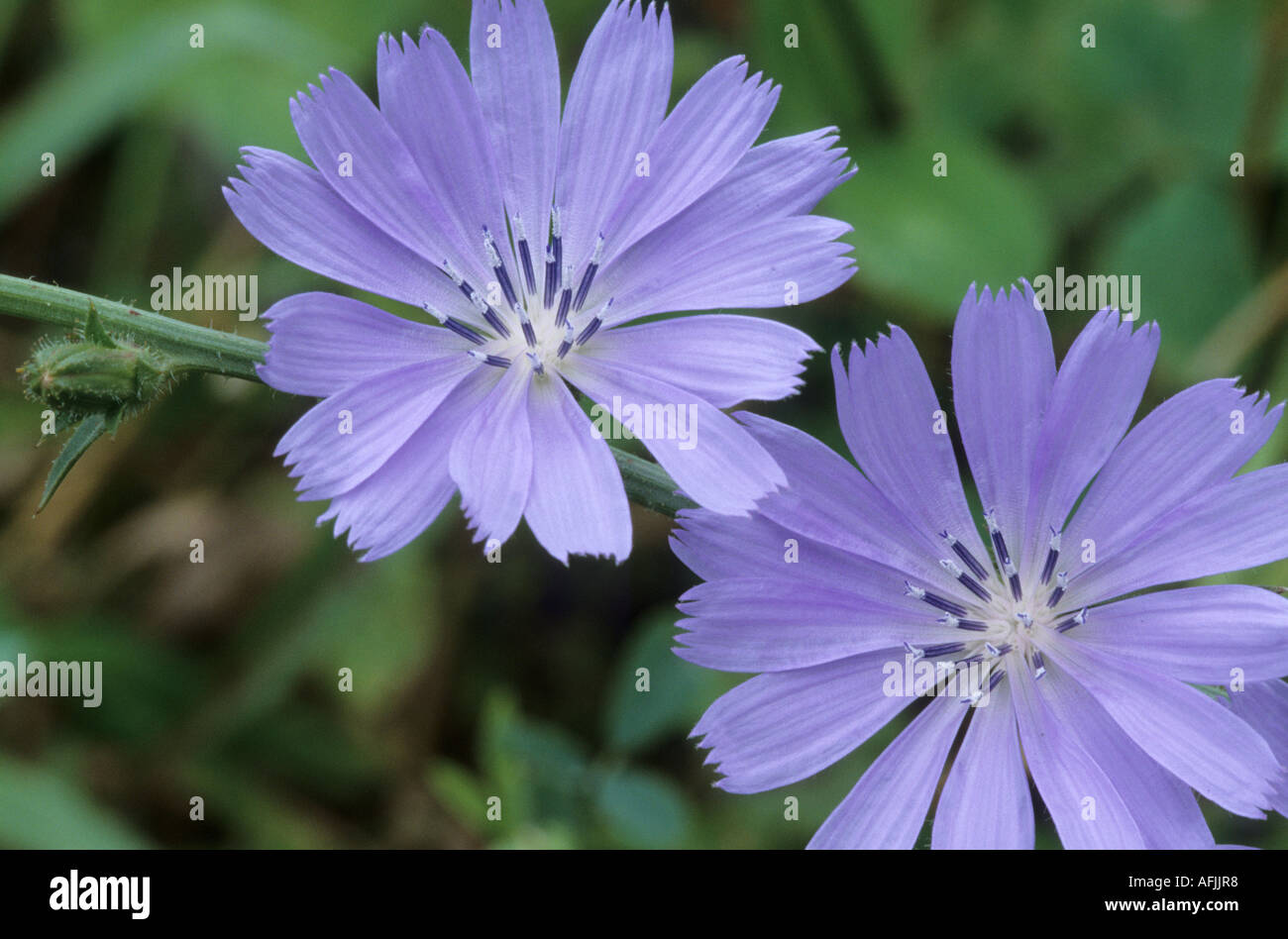 Chicory or Blue Sailors, Chichorium Intybus Stock Photo