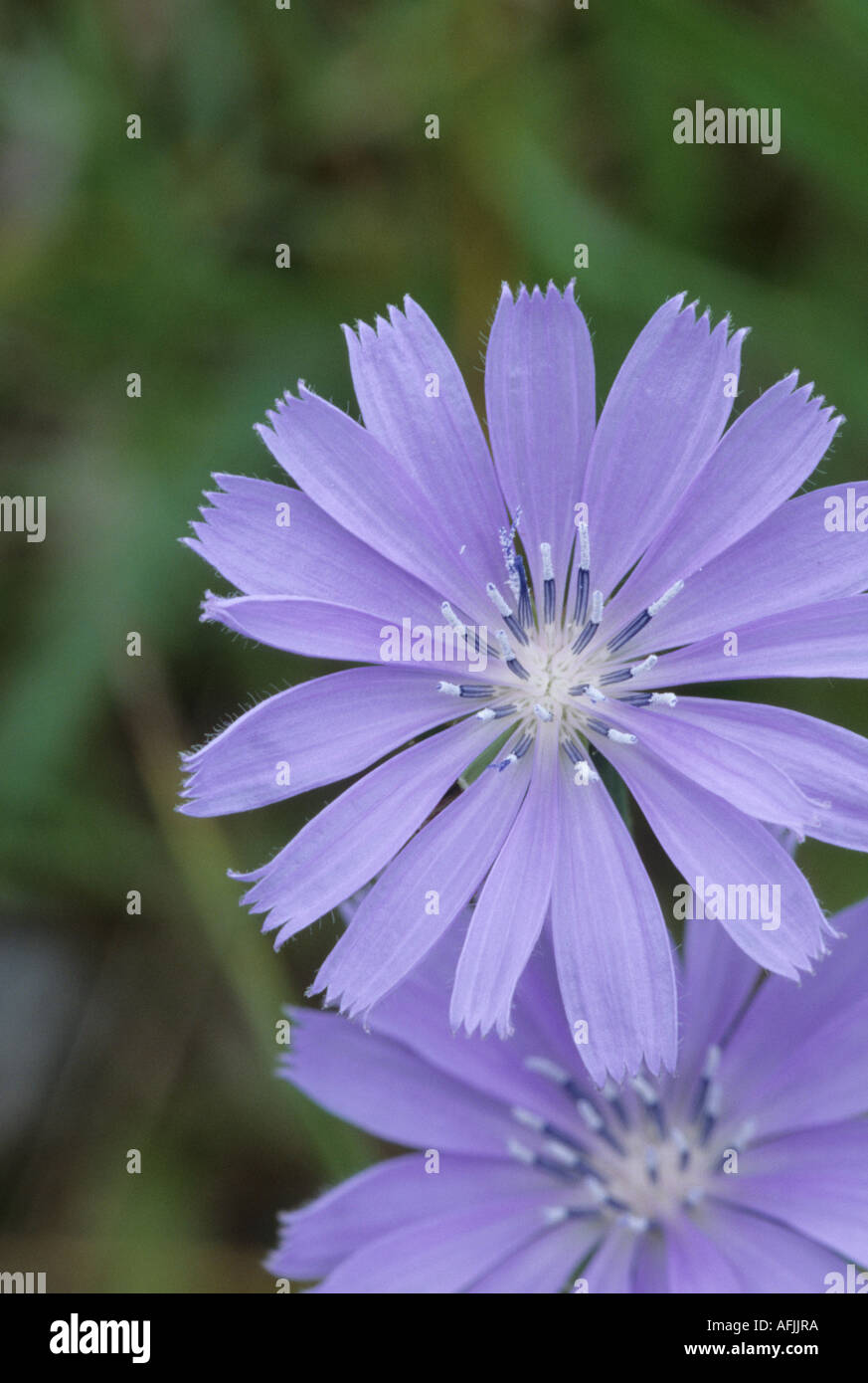 Chicory or Blue Sailors, Chichorium Intybus Stock Photo