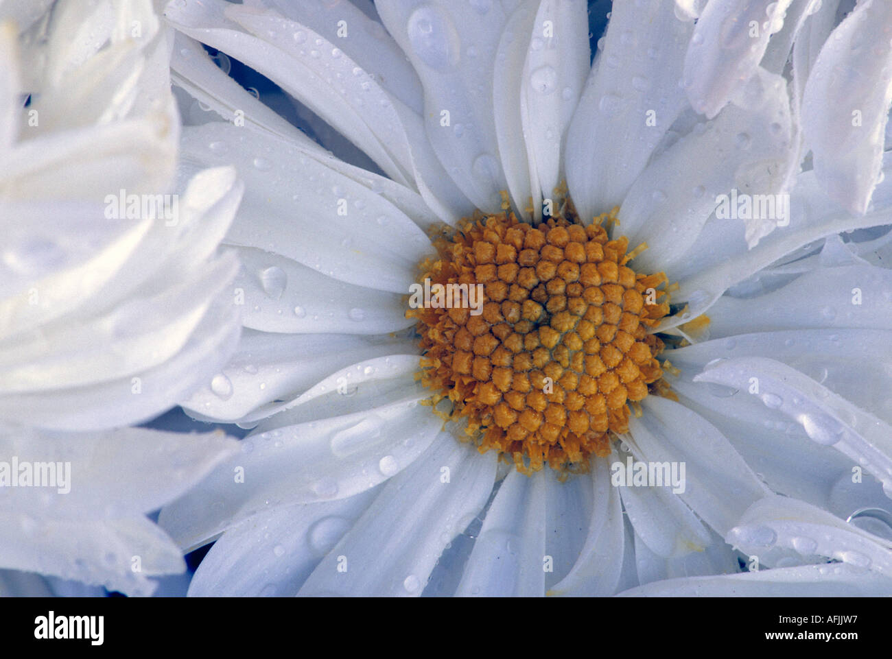 Hardy Daisy Chrysanthemum, Class 7, Semi-double Mum Stock Photo