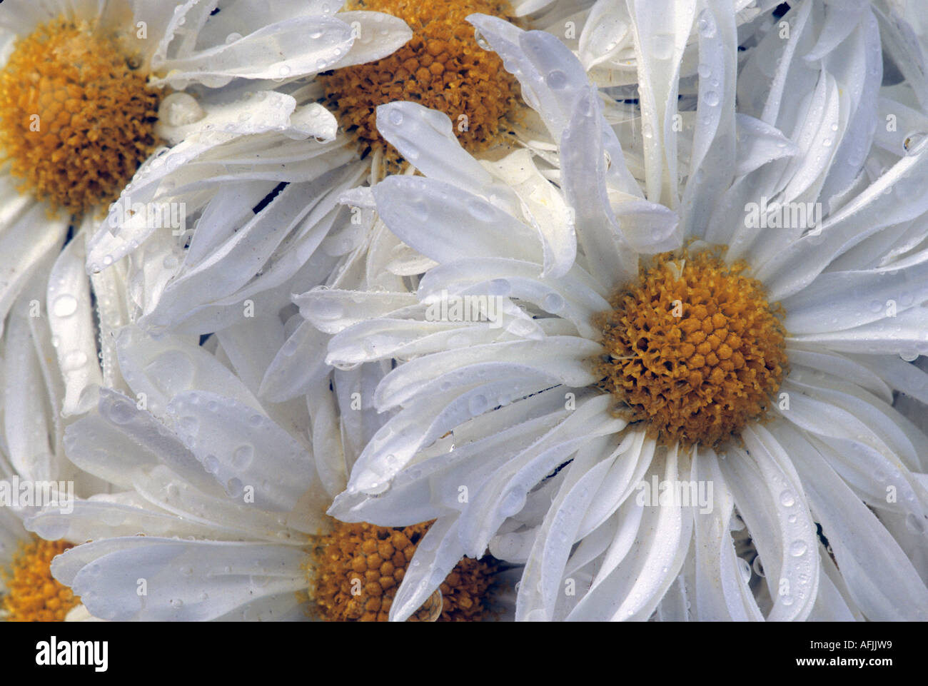 Hardy Daisy Chrysanthemum, Class 7, Semi-double Mum Stock Photo