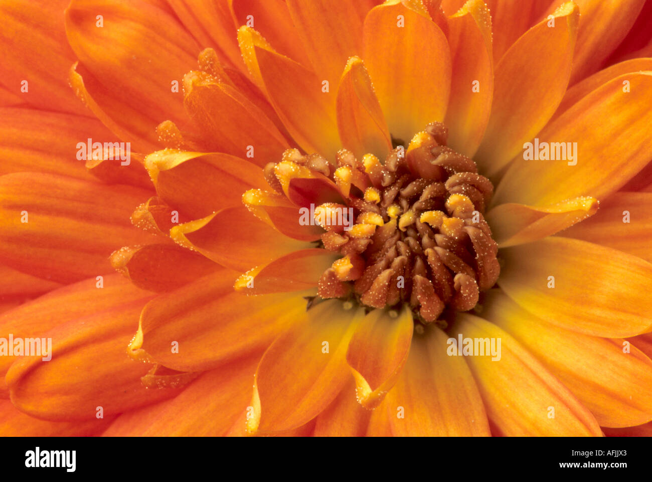 Chrysanthemum, Orange flower detail, Class 4, Decorative Stock Photo