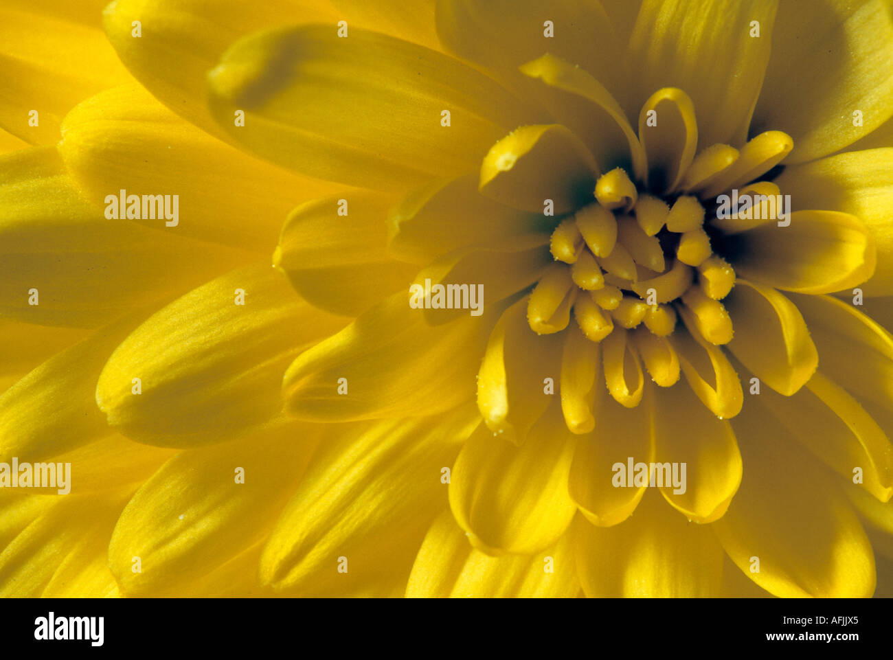 Chrysanthemum, Yellow flower detail, Class 4, Decorative Stock Photo