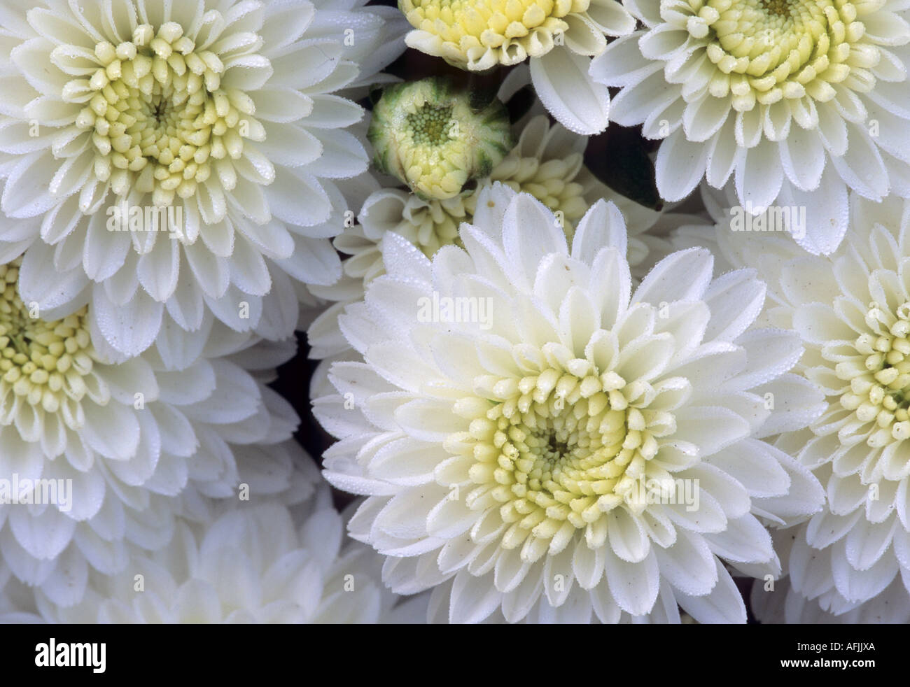 Chrysanthemum morifolium Linda, Class 4, Decorative Stock Photo