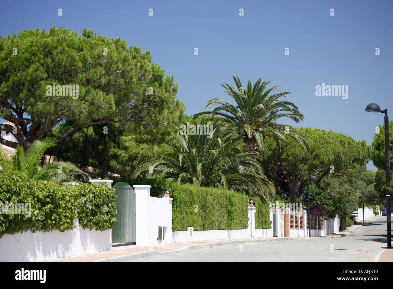 Palmtrees and pines in garden of villa Stock Photo
