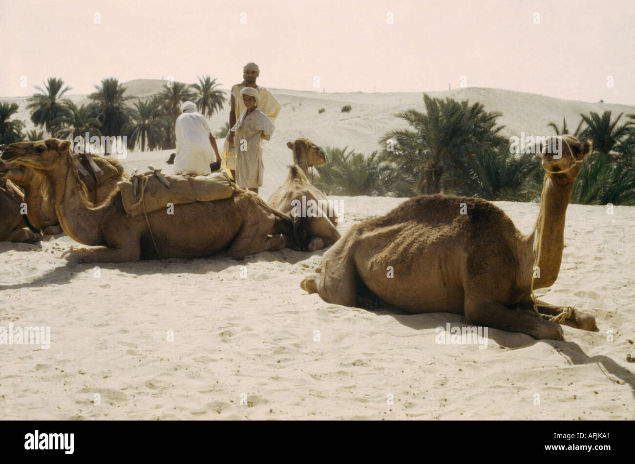 Algeria camel train hi-res stock photography and images - Alamy
