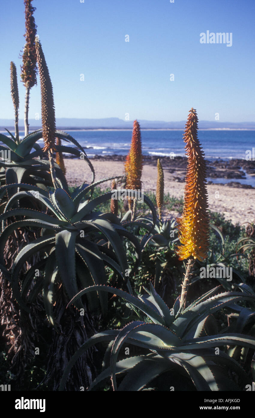 Exotic plants in Jeffrey's Bay, South Africa Stock Photo Alamy